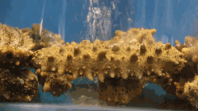 海参蠕动动态图图片