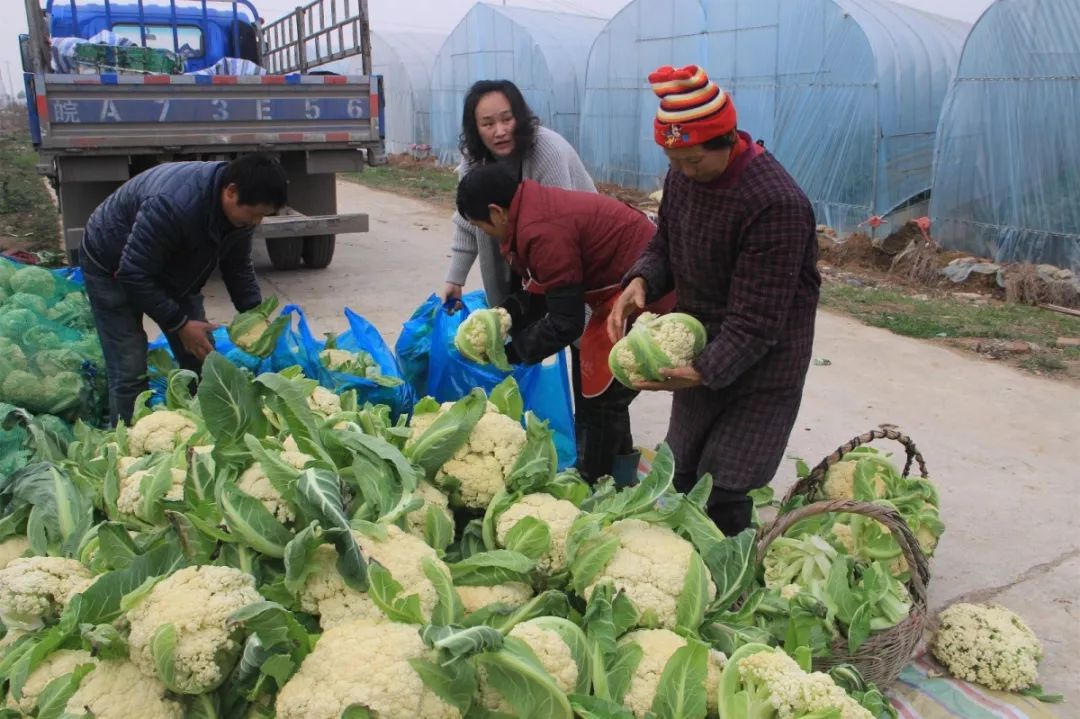 有机花菜新鲜上市啦!