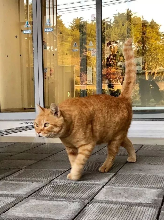 哎哟我这小暴脾气,橘猫第二天就在黑猫的指导下横冲,然后…被提溜