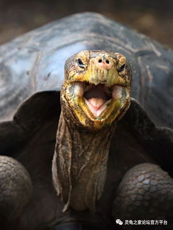 巴西龟有牙齿吗图片