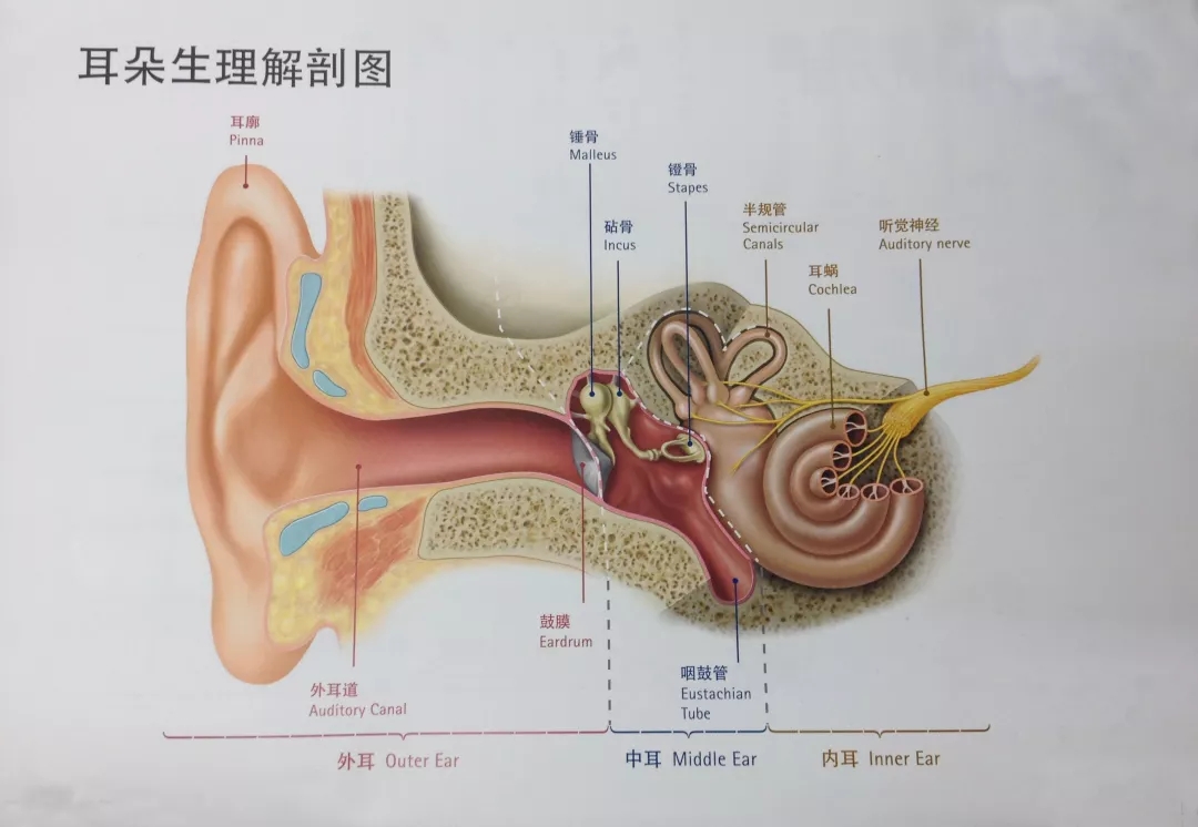 人工耳蜗基本知识二十一问(一)