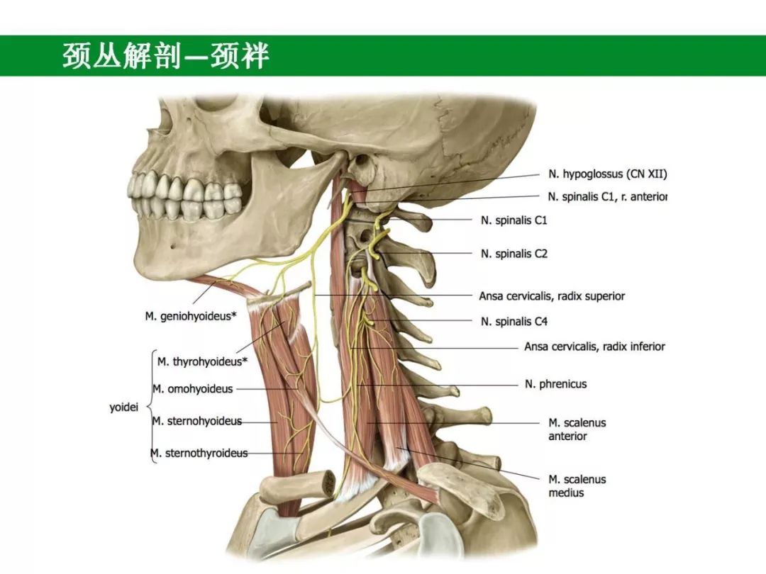 颈袢(ansa cervicalis,又名舌下神经袢,由第1～3颈神经前支的分支