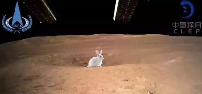 月球上发现兔子图片