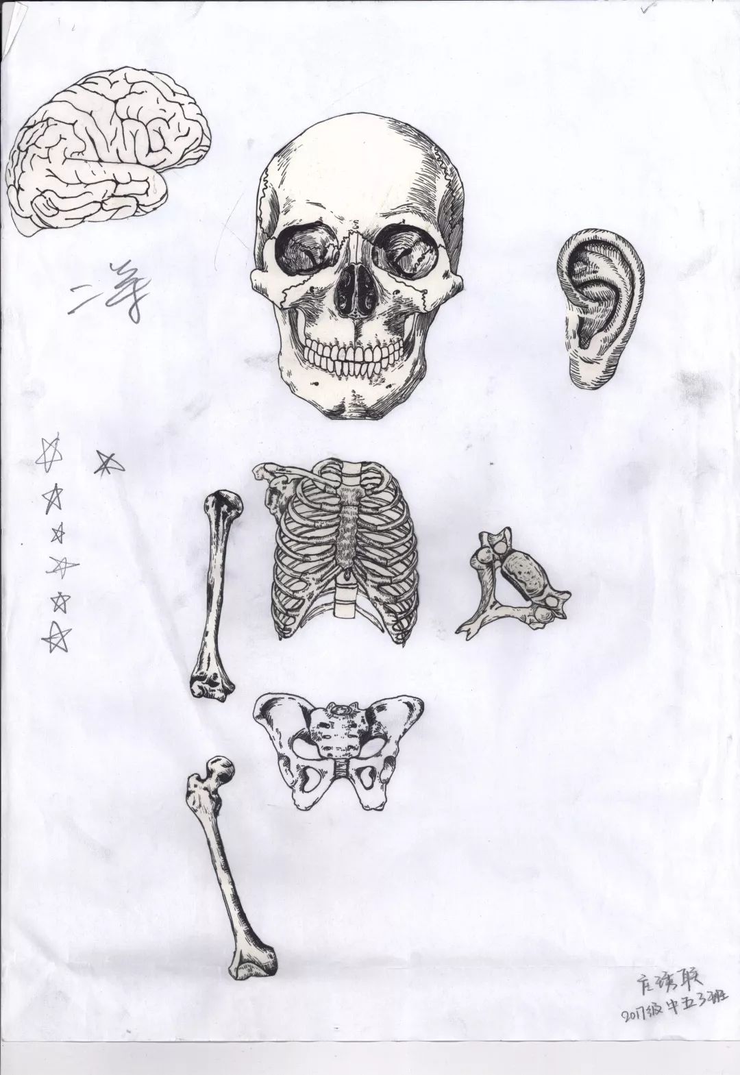 天中活動當醫學生拿起畫筆我校學生參加全國醫學生解剖繪圖大賽獲獎