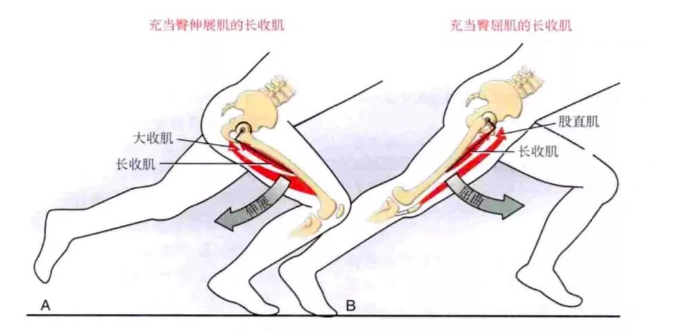 这时,可以说,大腿内收肌群充当着有力的伸髋肌群,和腘绳肌很类似