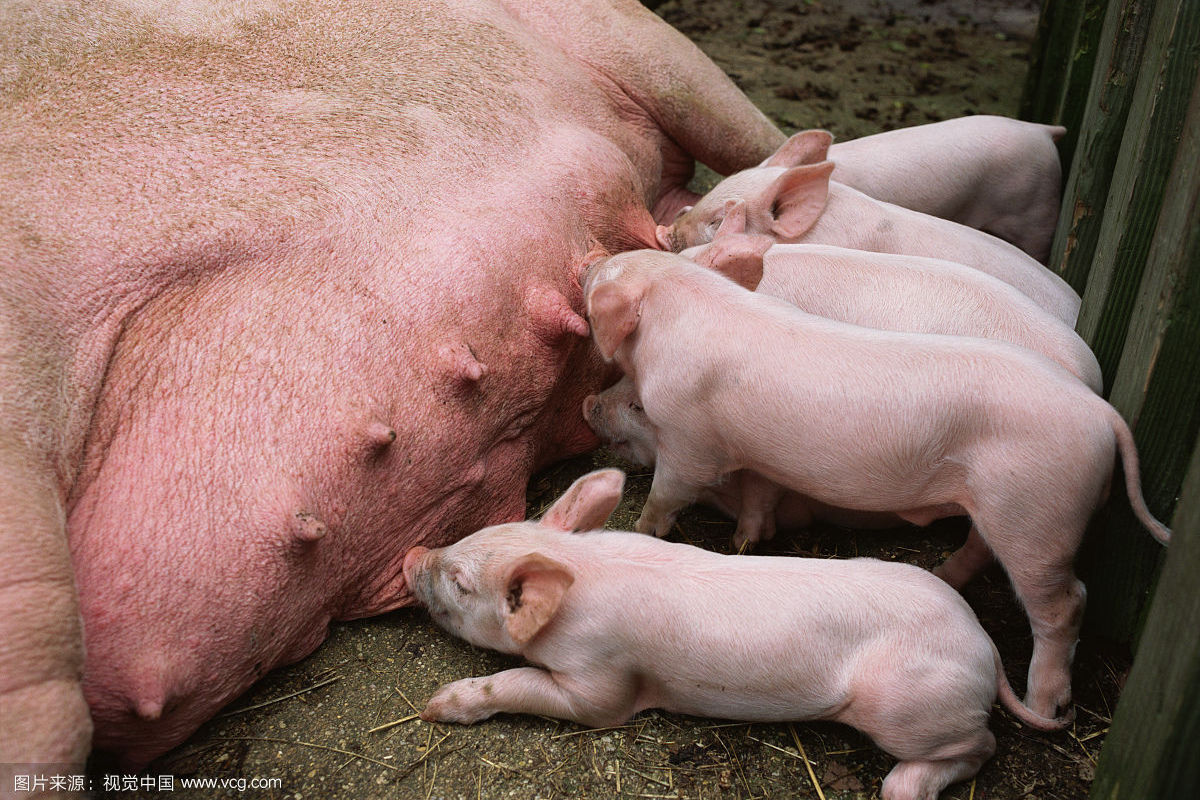 母猪临产前的图片图片