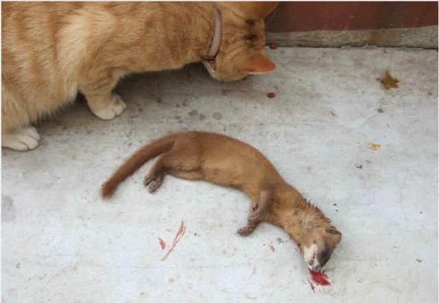 猫vs黄鼠狼图片
