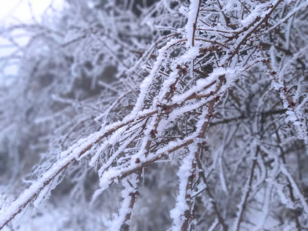 门前的雪化了吗?别急,谋道这处还是白雪皑皑!