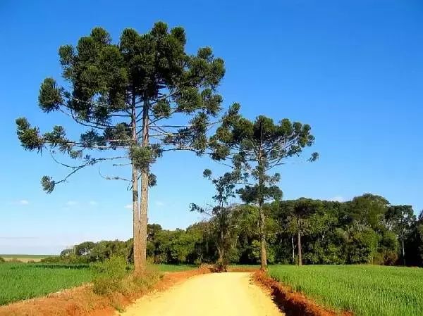 阿富汗松子树图片