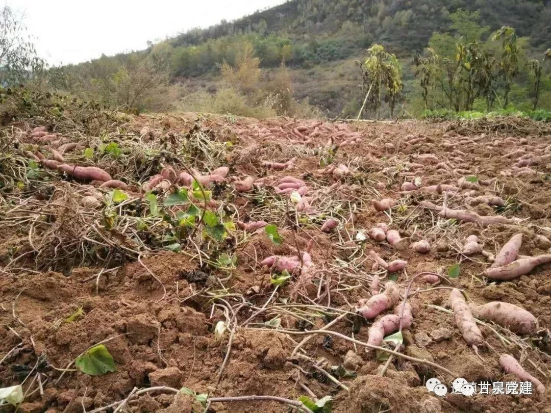 红薯书记高永柱要让府安红薯成为大产业