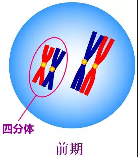 组合定律在同源染色体上的等位基因分离爱在西元前之《减数分裂》相信