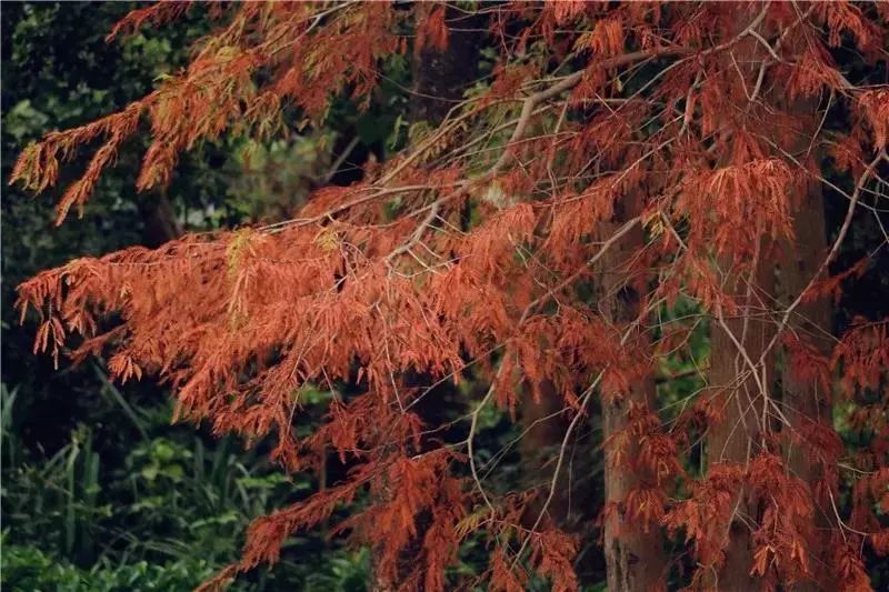 深圳1月花歷奉上花事第一彈梅香落羽杉