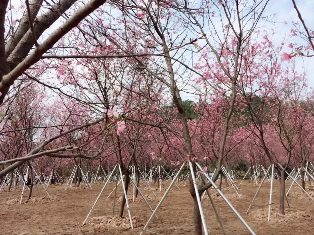 廉江新景點櫻花公園還不趕緊去打卡