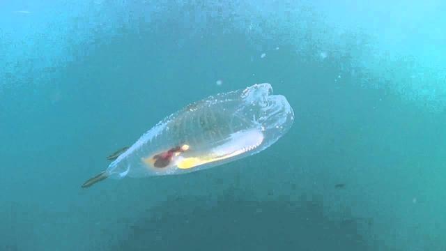 潛水者海底探險尋得全透明身體魚種,外觀讓人深感不可思議