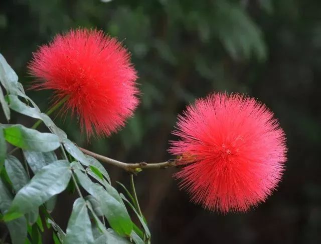 深圳1月花歷奉上花事第一彈梅香落羽杉