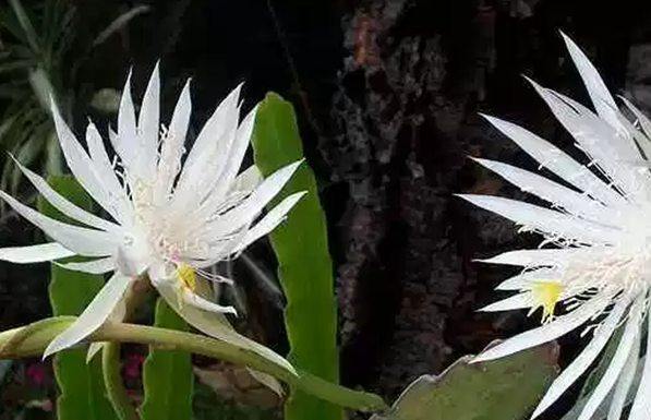 什麼花在夜晚開放十大隻在夜間開放的花朵