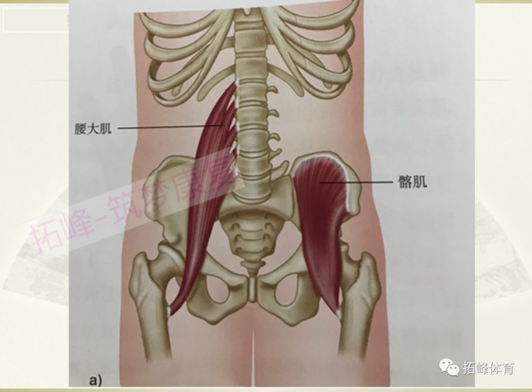 髂腰肌跑者的发动机