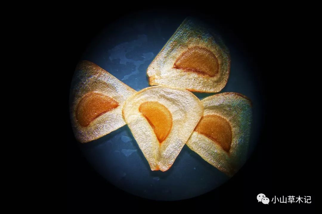 百合科荞麦叶大百合的具翅种子特写种子十分菲薄,边缘的膜质翅膀较