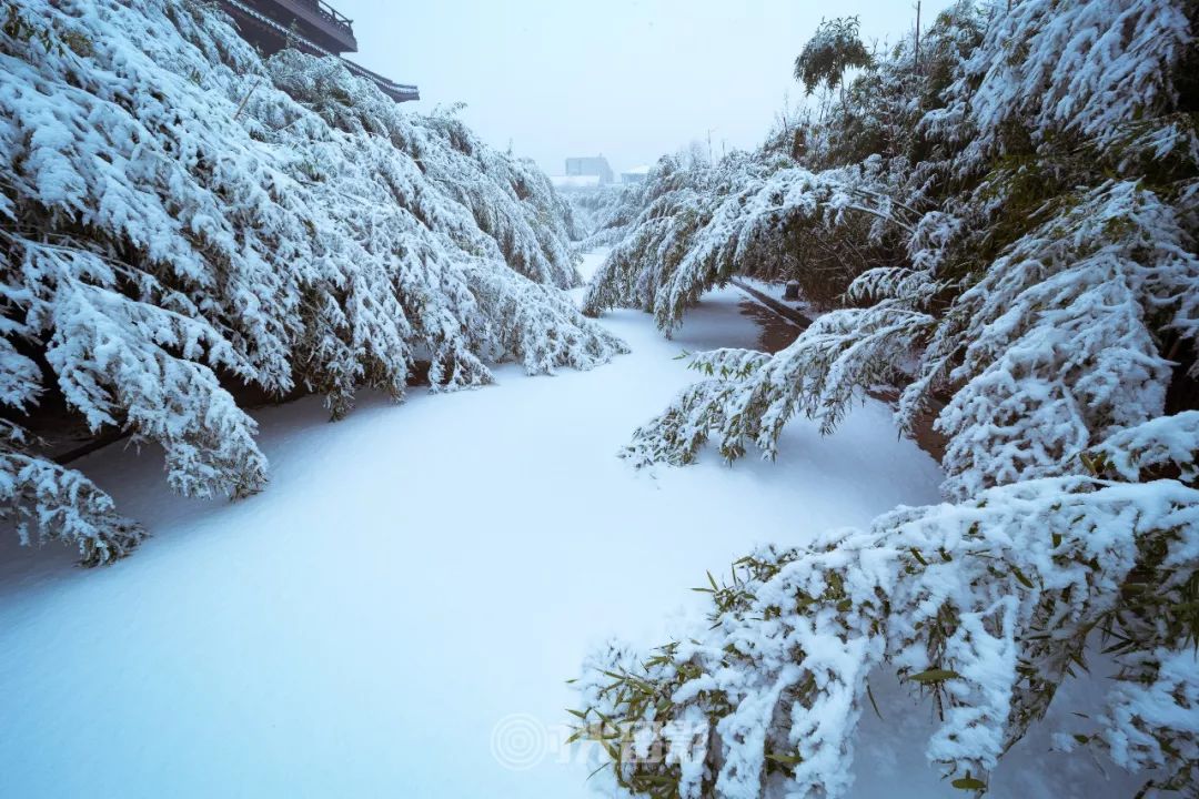 小寒聽雪丨不經一番寒徹骨怎得斑竹入雲霄