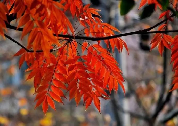 收藏!1月深圳公園賞花指南,每一株美的讓人心動!_別名