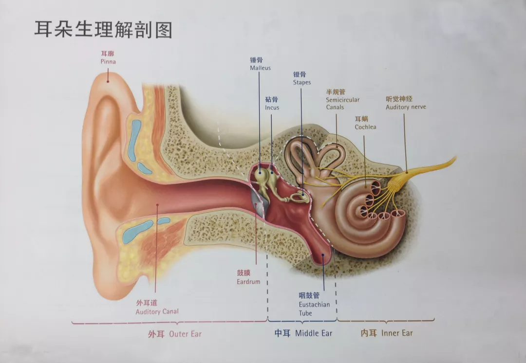 耳蜗的结构图解大全图片