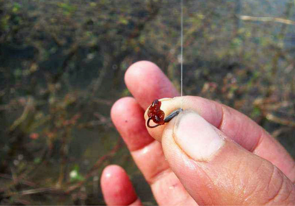 冬天野钓荤饵介绍除了红虫和蚯蚓外还有一种效果其实更好