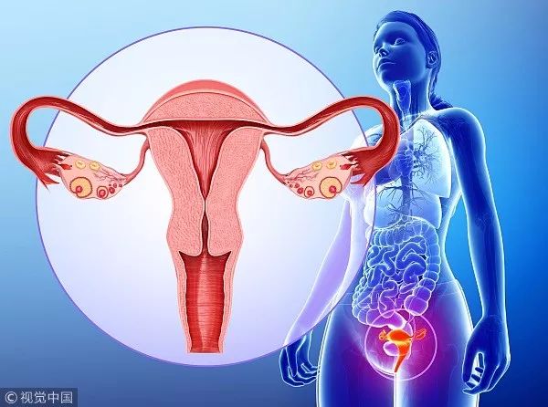 女人卵巢在肚子位置图图片