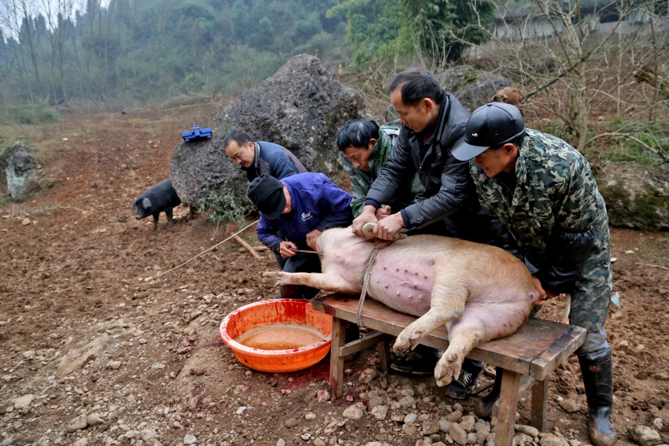 湖北點軍:殺豬佬估年豬重十拿九穩,這次走眼誤差50斤,原因