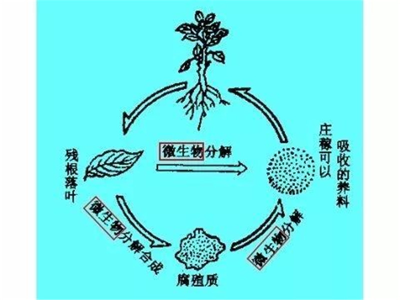 腐殖质化过程图片