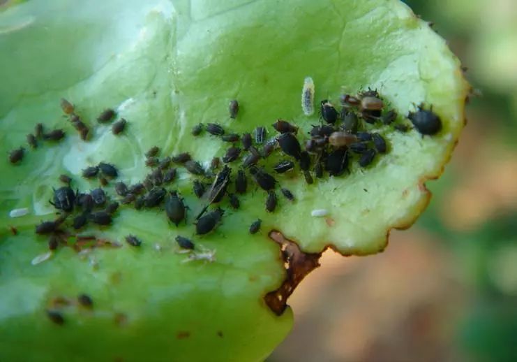 食蚜蝇幼虫伺机捕食蚜虫一旦发生了茶二叉蚜虫害,首先要做到化学药剂
