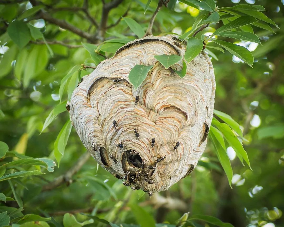 而巢更好认:胡蜂巢外面一般有一层额外的纸把巢穴包裹成一个球状,而