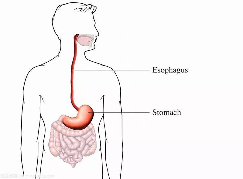 人体食管位置图图片