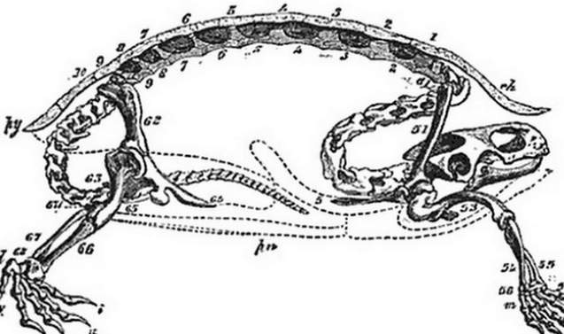 龟内部结构图图片