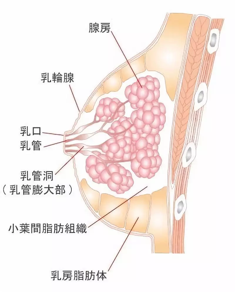 所谓的按摩丰胸,宣称作用主要有两个,一是按摩能促进乳房腺体的发育