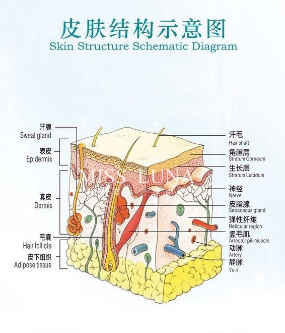 皮肤结构图简单画图片