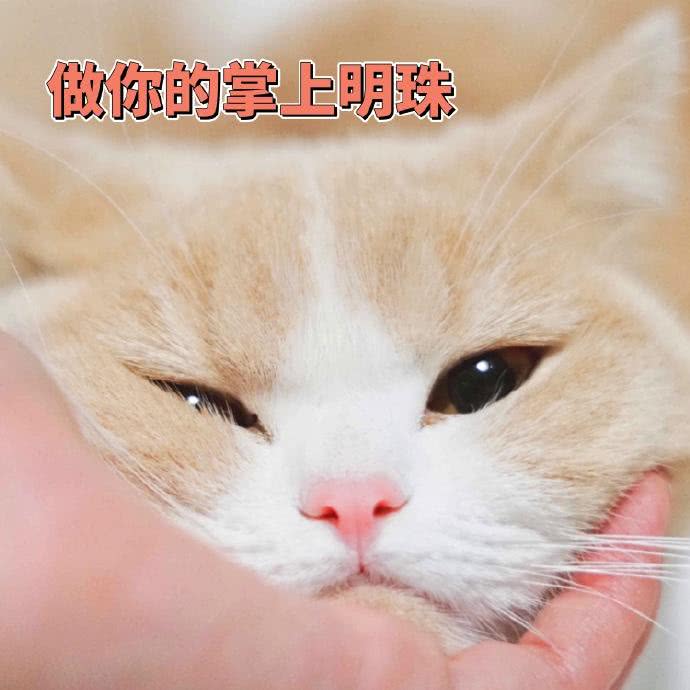 蜜桃表情包:我才不是随便的猫