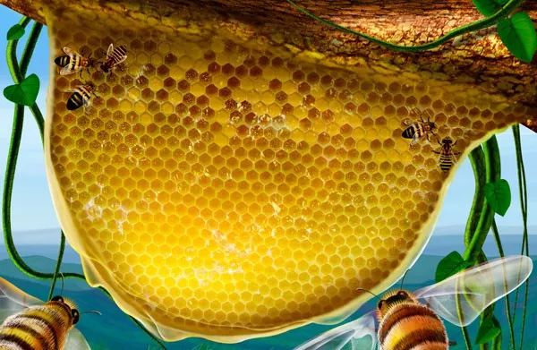 2:认识了解蜜蜂的形象结构特征生活习性和如何表现蜂巢