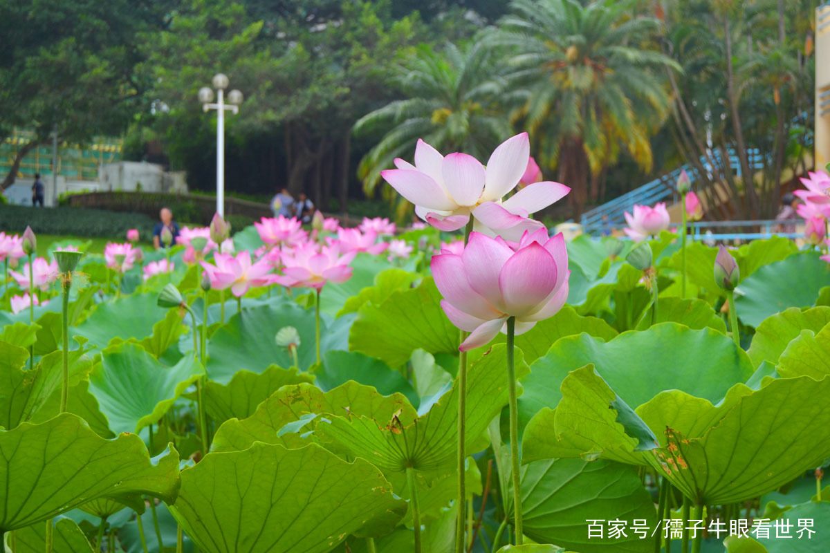 廈門這八大公園,每座都各具特色,其中一座竟然有兩百多次同名_蓮花