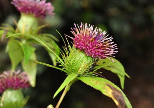 農村這個野草紅花帶刺別說你不認識偷偷去山上採挖它