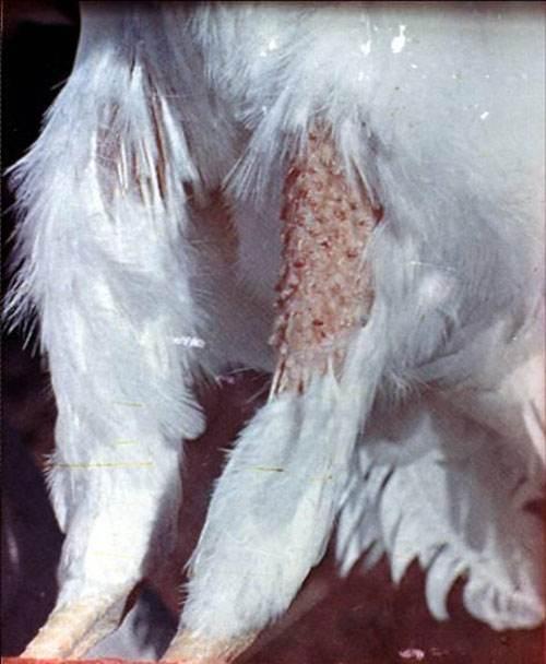 黏膜型鸡痘图片