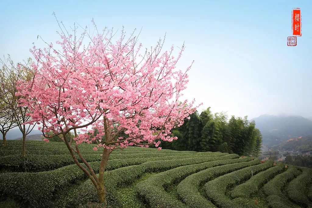 第一届网红樱花节抖音大赛来啦