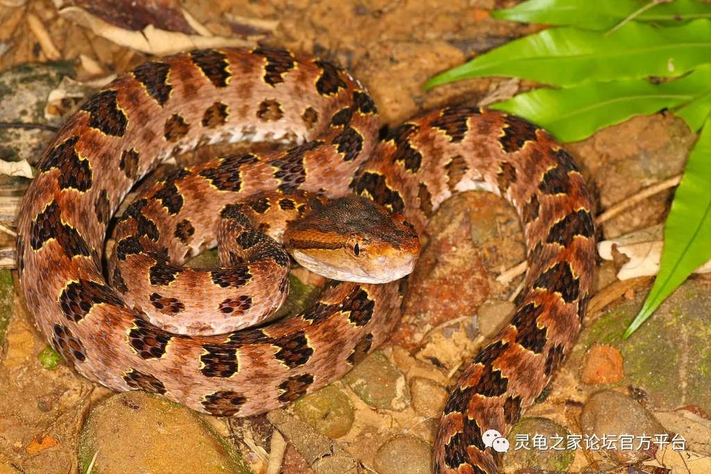中国都有哪些毒蛇品种?