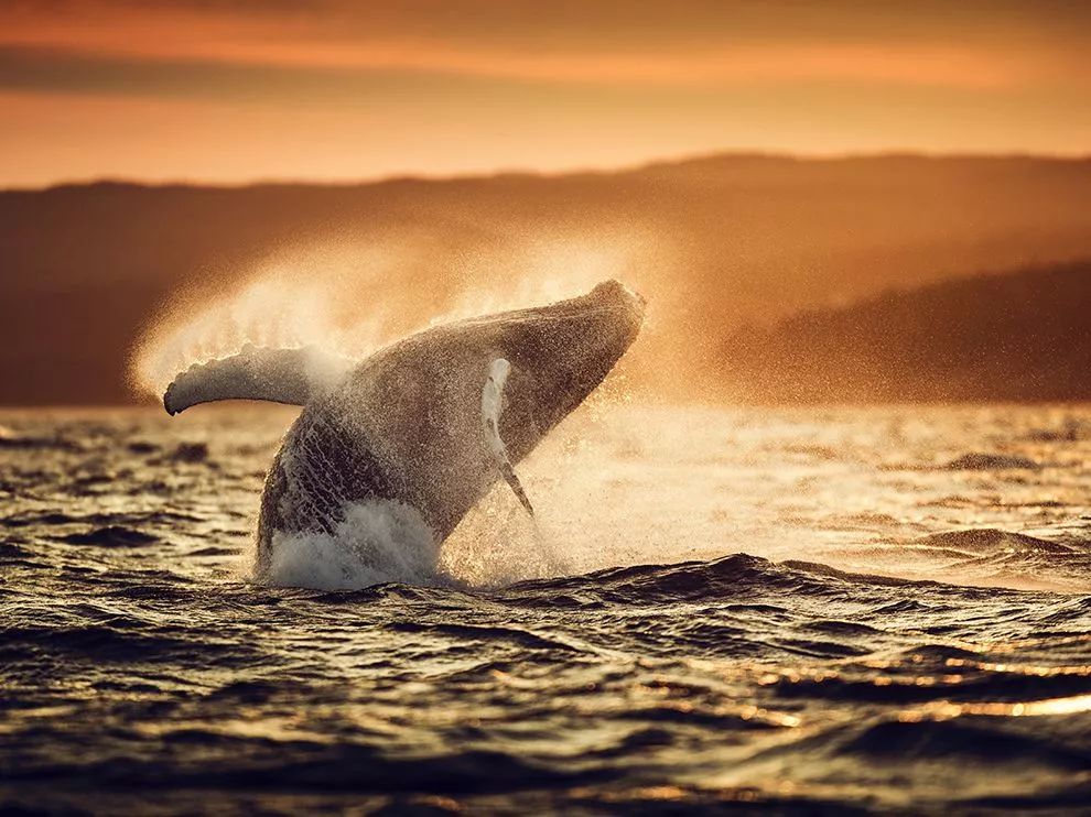鲸鱼出水唯美图片