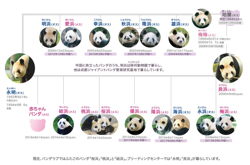 大熊猫成家班家谱图片