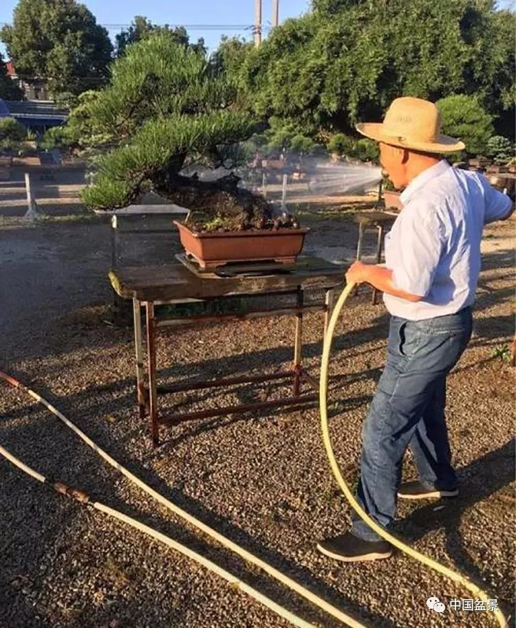 走进茂松园领悟盆景大师黄敖训对工匠精神的诠释