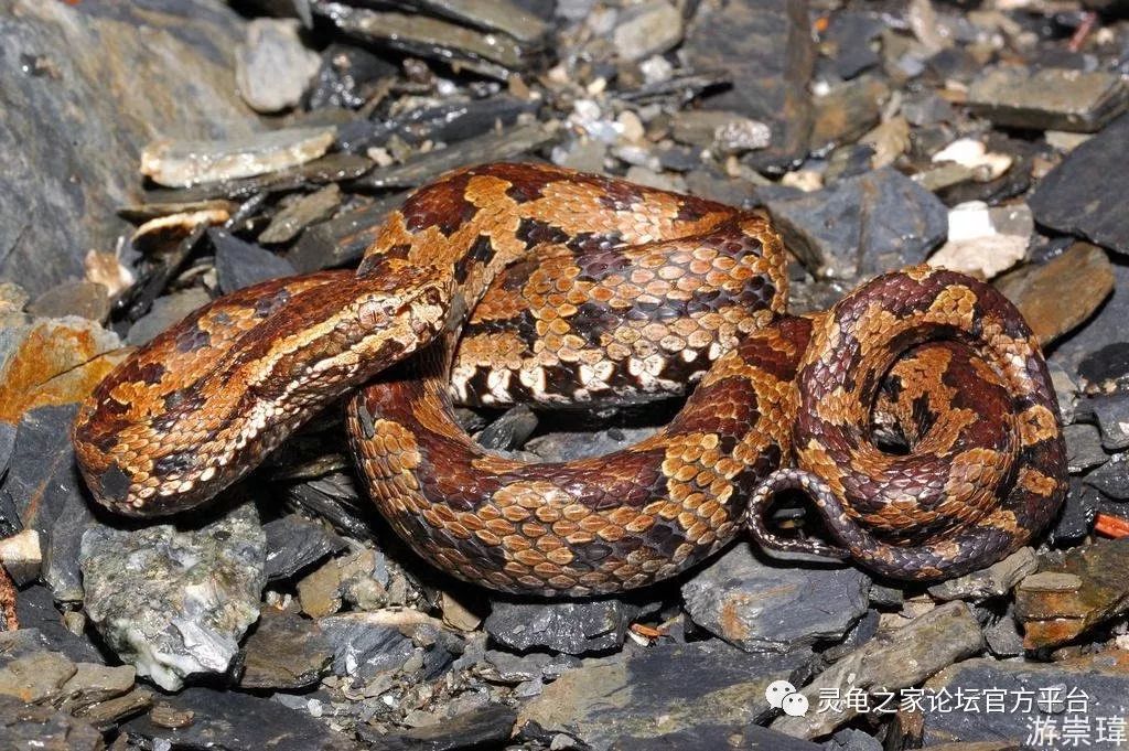 中国的毒蛇种类图片