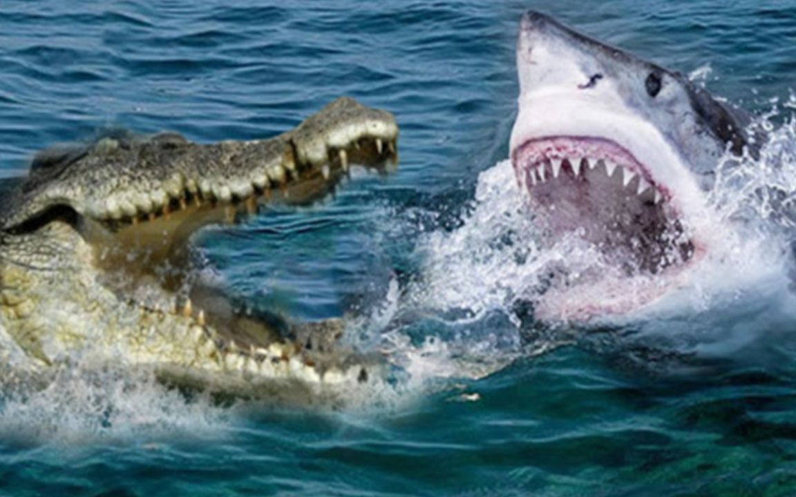 食人鳄大战食人鲨图片