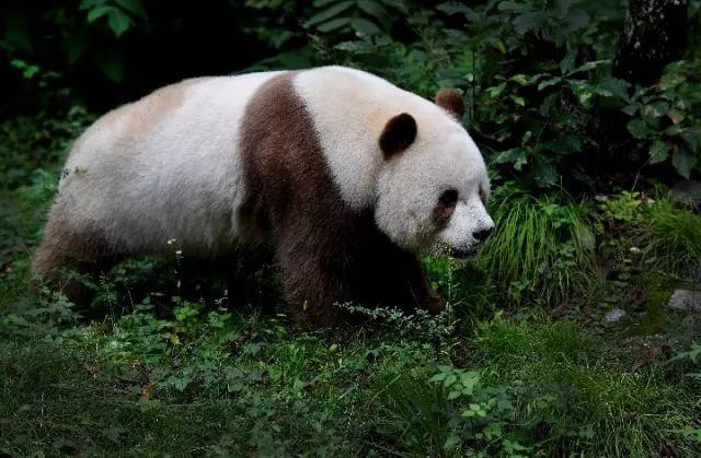 漢中秦嶺野生動物