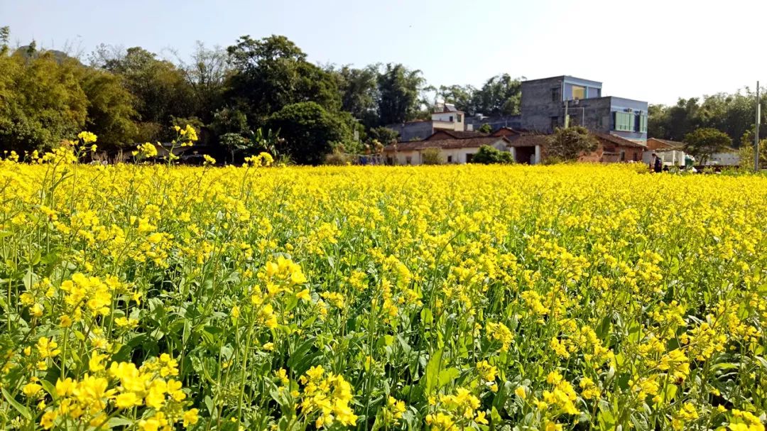 广东省内油菜花景点图片