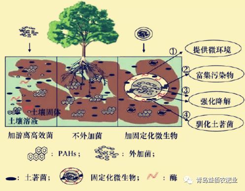 有機農業與微生物肥料你不瞭解的秘密